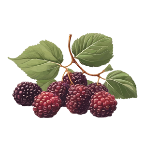 Mulberry Extract